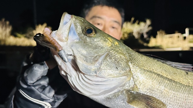 シーバス(スズキ)
