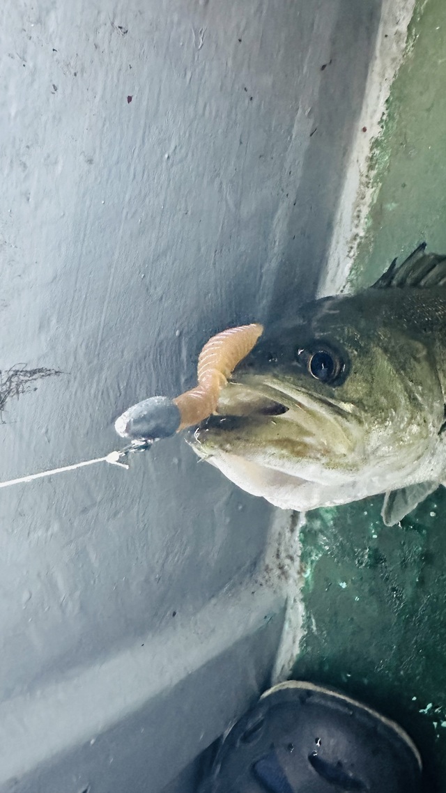 シーバス(スズキ)