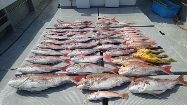 マダイ・アオナ(アオハタ)