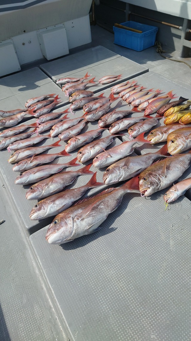 マダイ・アオナ(アオハタ)