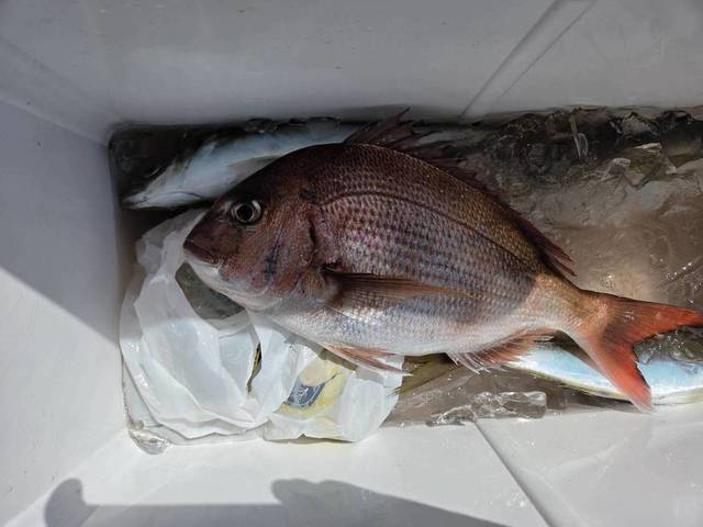 マダイ・アジ(マアジ)