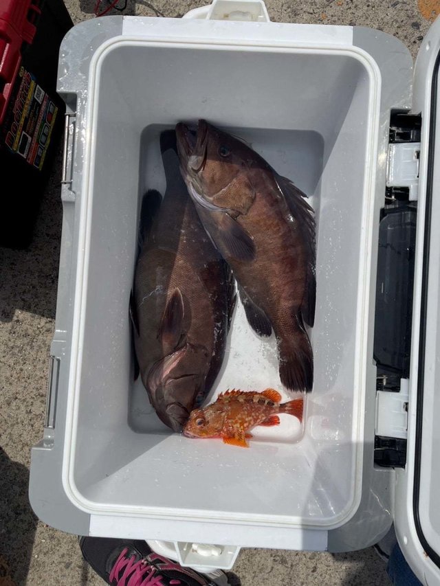 ガシラ(カサゴ)・ハタ(マハタ)