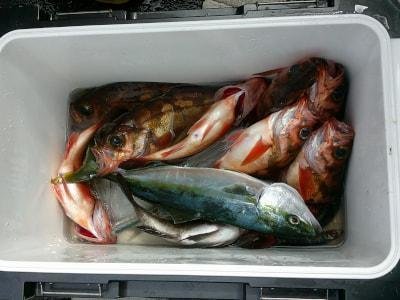 イナダ(ブリ)・オキメバル(ウスメバル)