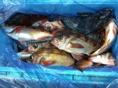 オキメバル(ウスメバル)