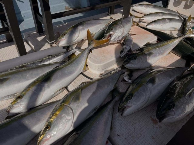 ハマチ(ブリ)・メジロ(ブリ)・マサバ・サワラ