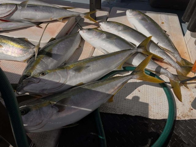 ハマチ(ブリ)・メジロ(ブリ)