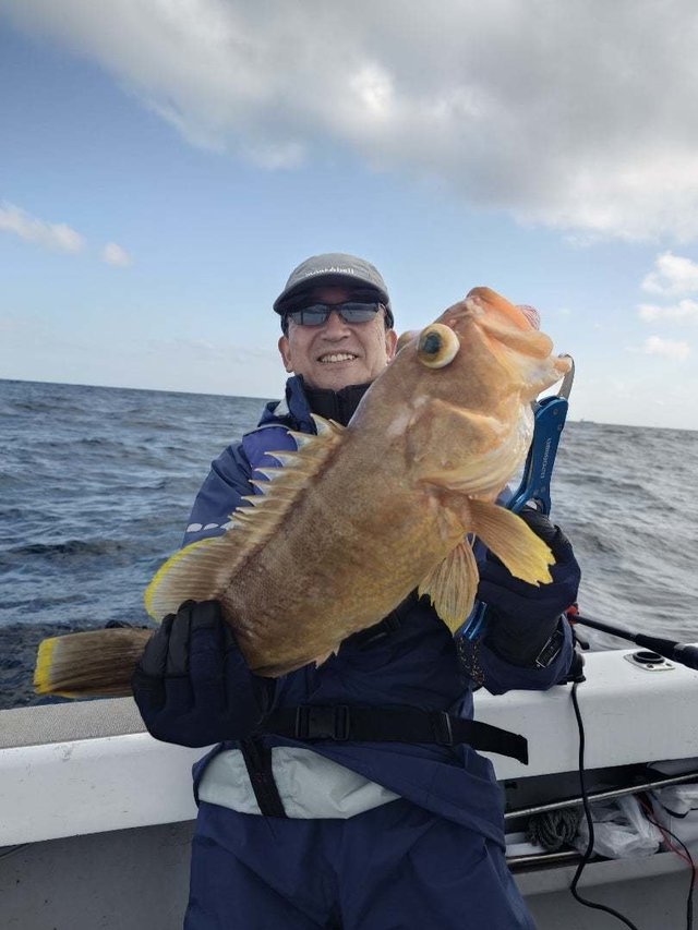 アオナ(アオハタ)