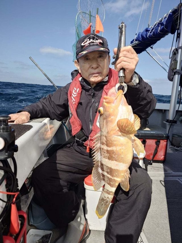 アオナ(アオハタ)