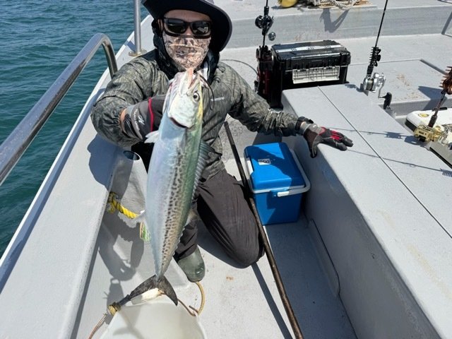 サゴシ(サワラ)