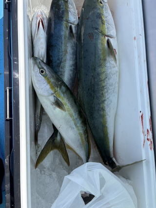 イナダ(ブリ)・ワラサ(ブリ)