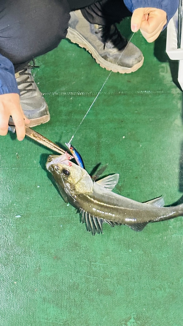 シーバス(スズキ)