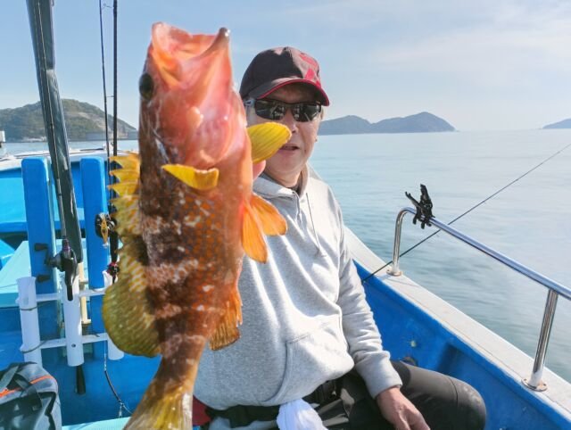 アコウ(キジハタ)