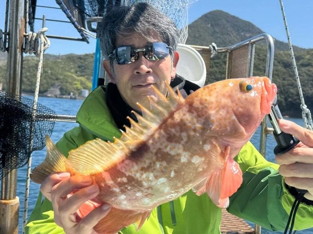 アコウ(キジハタ)