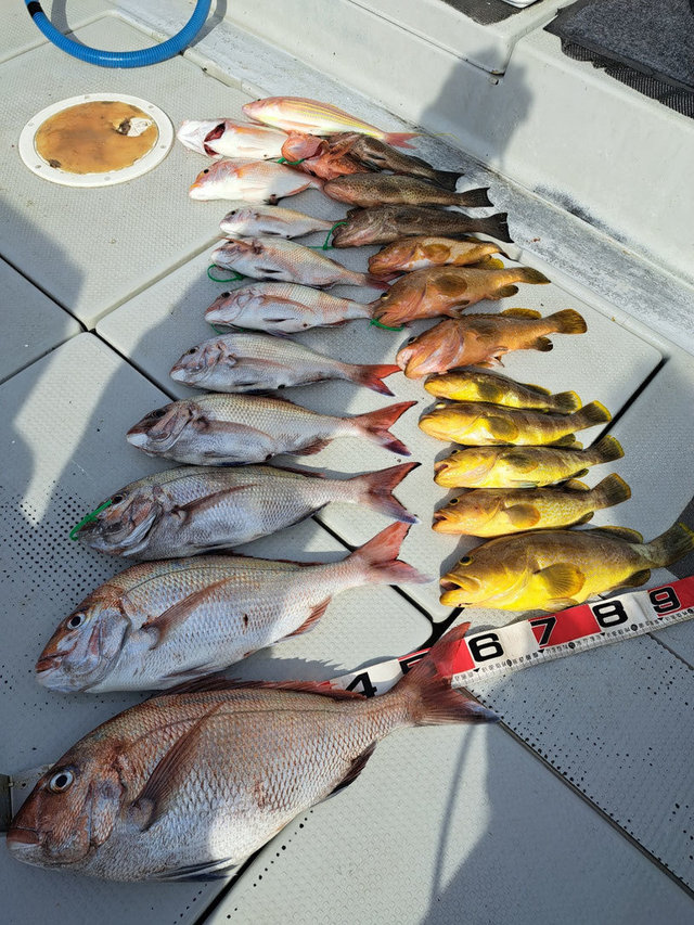 マダイ・アオハタ・キジハタ・イトヨリ(イトヨリダイ)