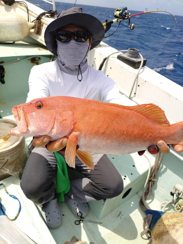 アカジン(スジアラ)