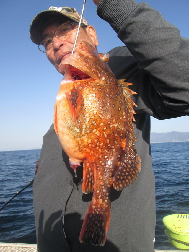 ウッカリカサゴ