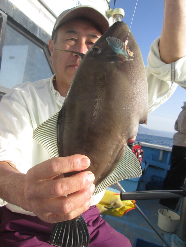 ウマ(ウマヅラハギ)