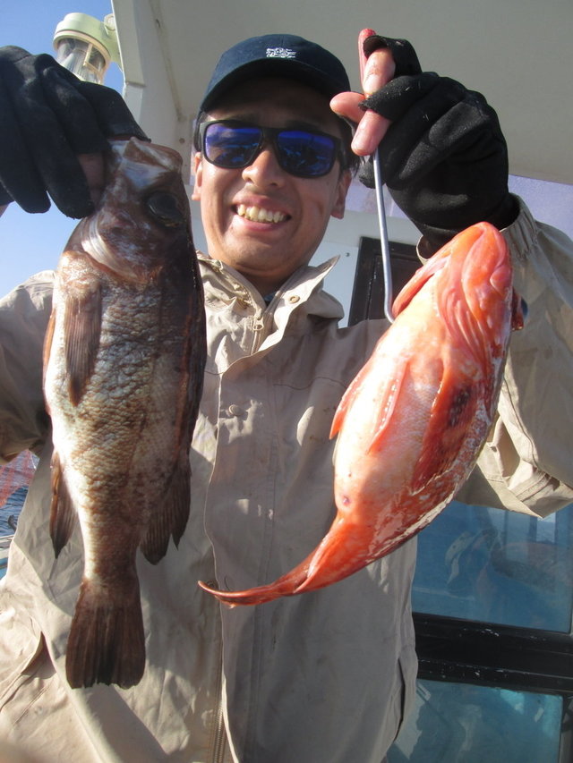 ガシラ(カサゴ)・メバル