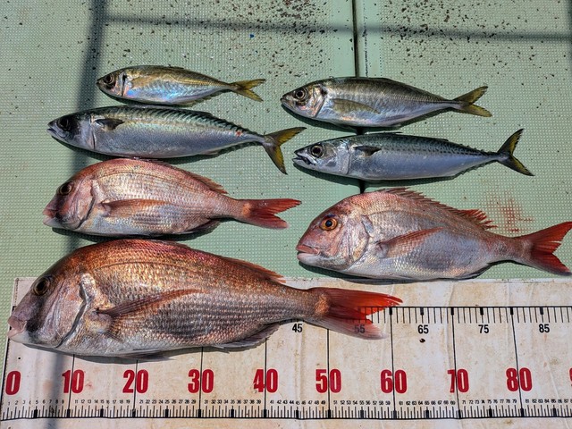 タイ(マダイ)・アジ(マアジ)・マサバ