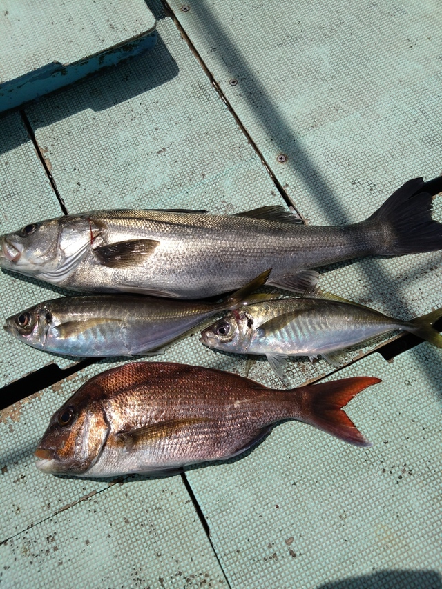 タイ(マダイ)・スズキ・アジ(マアジ)