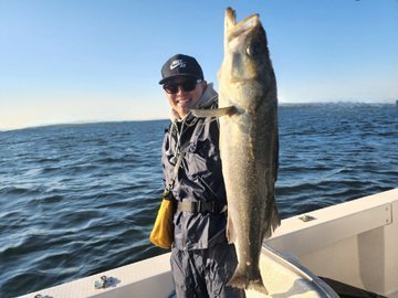 シーバス(スズキ)