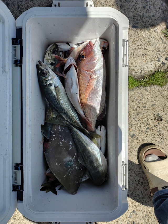 ハナダイ(チダイ)・アジ(マアジ)