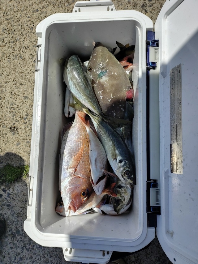 ハナダイ(チダイ)・アジ(マアジ)