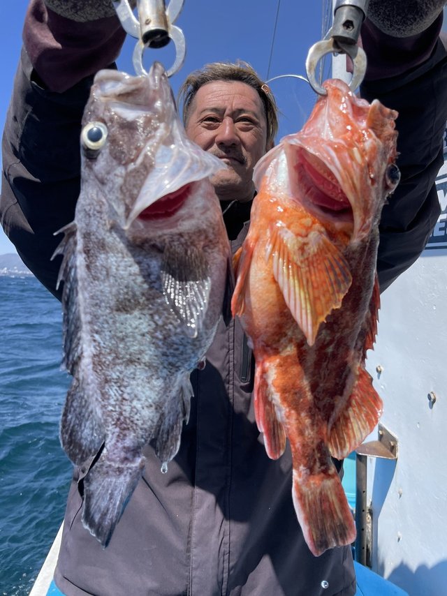 カサゴ・マゾイ(キツネメバル)