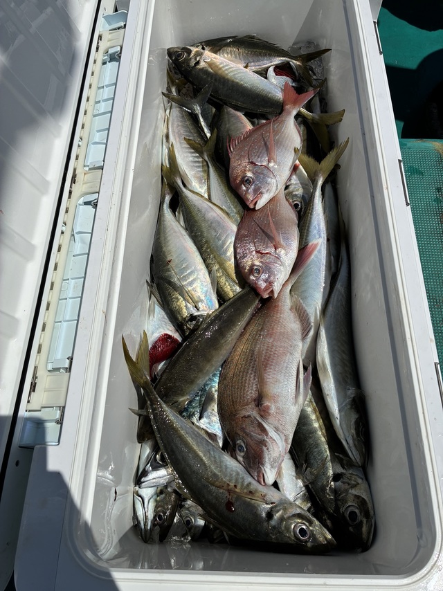 マダイ・マアジ