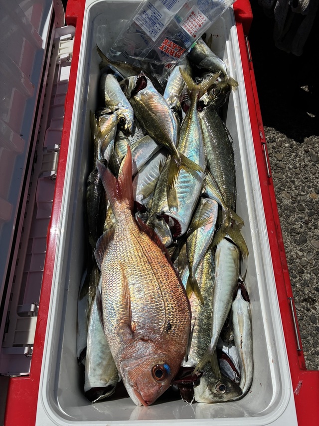 マダイ・マアジ