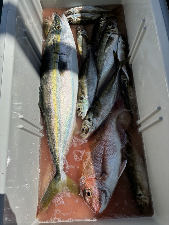 マダイ・マアジ・メジロ(ブリ)