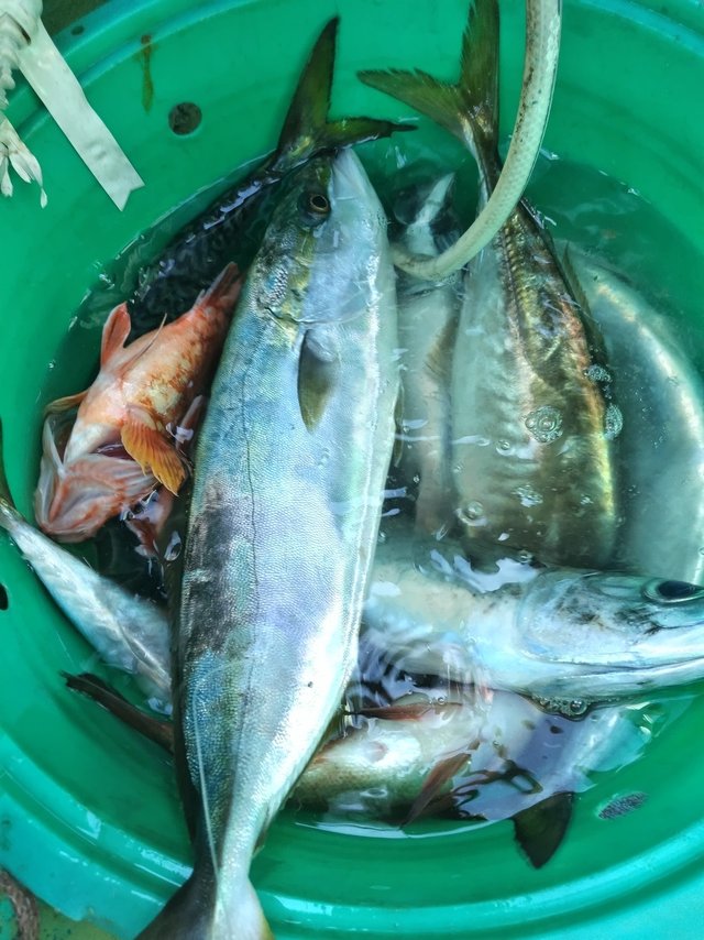 イナダ(ブリ)・カサゴ・サバ(ゴマサバ)