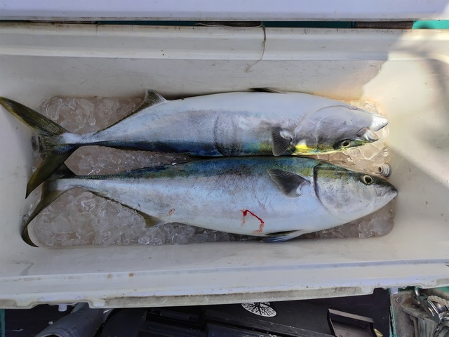 ブリ・ワラサ(ブリ)