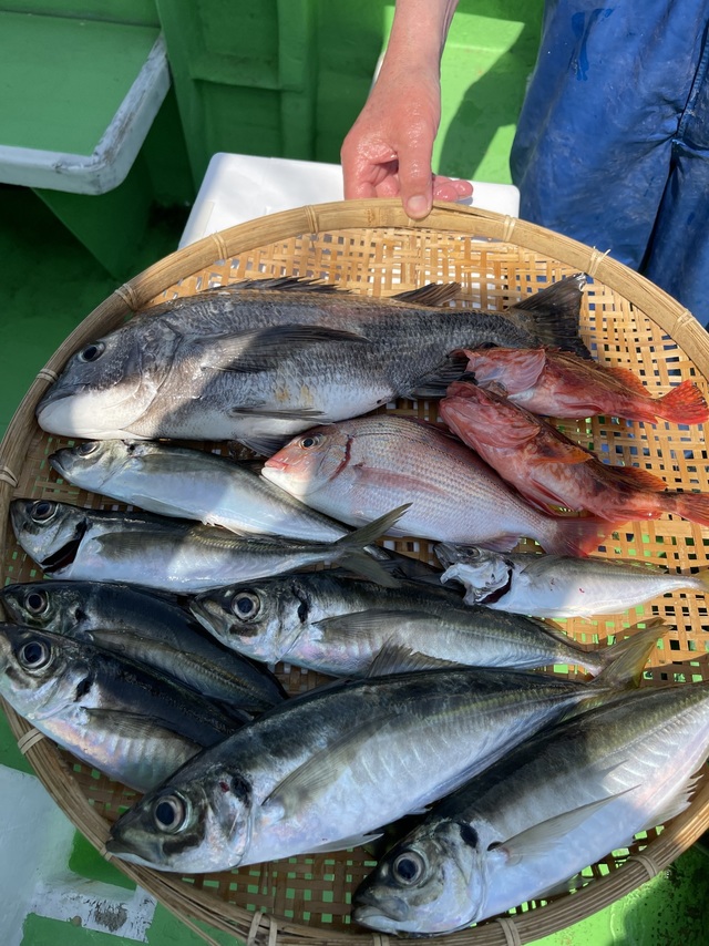 ハナダイ(チダイ)・クロダイ・アジ(マアジ)・カサゴ