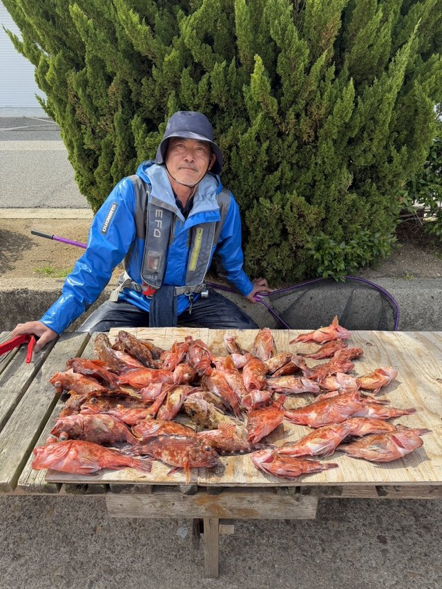 ガシラ(カサゴ)