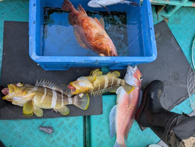 アオハタ・アマダイ(アカアマダイ)