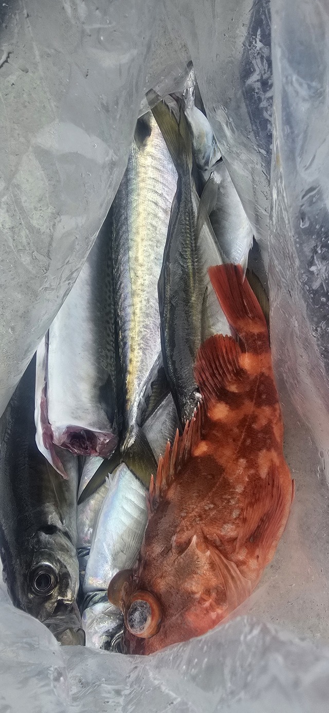 アジ(マアジ)・サバ(マサバ)