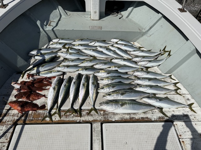 イナダ(ブリ)・ワラサ(ブリ)・カサゴ・ホウボウ・カナガシラ