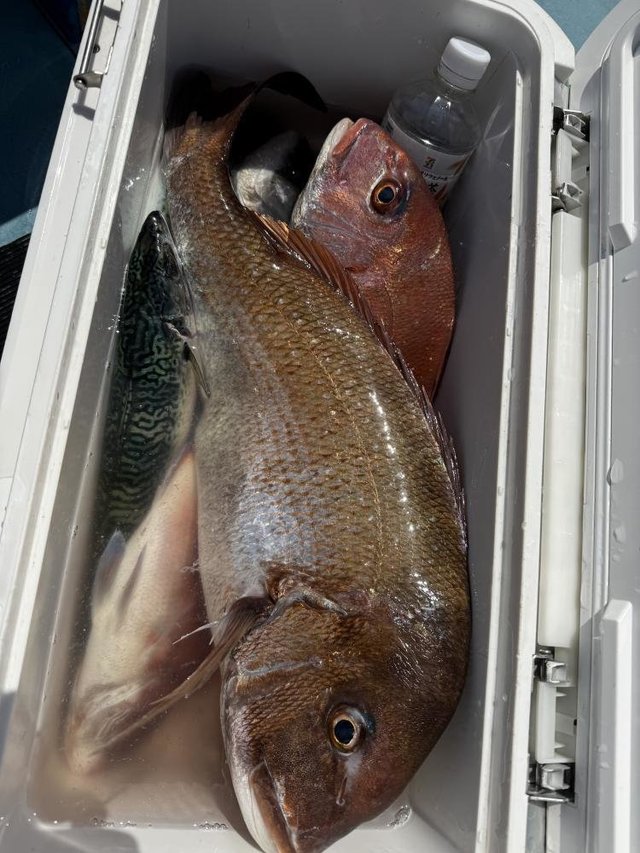 マダイ・サバ(ゴマサバ)