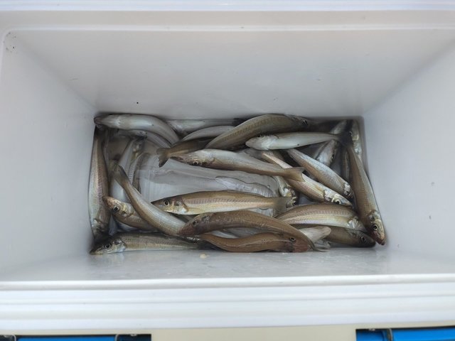 シロギスの釣果写真