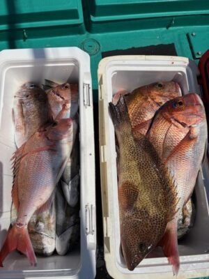 マダイ・オオモンハタ