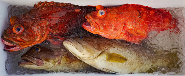 イヤゴハタ・カンコ(ウッカリカサゴ)