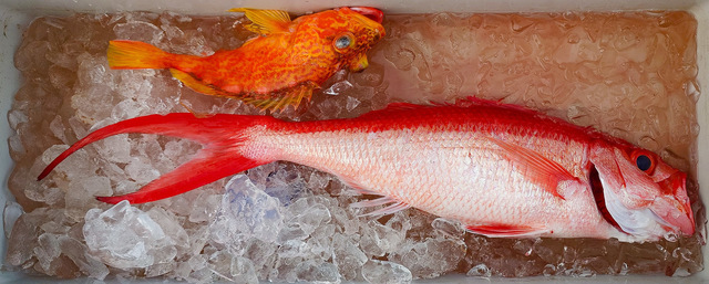 オナガダイ(ハマダイ)