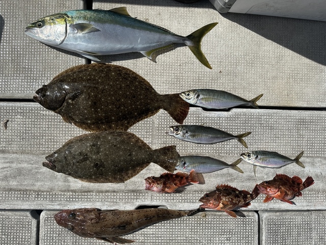 アジ(マアジ)・メジロ(ブリ)・ガシラ(カサゴ)・ヒラメ
