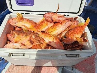 オニカサゴ・カサゴ・ウッカリカサゴ・アヤメカサゴ