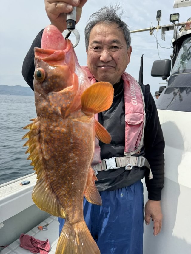 アコウ(キジハタ)