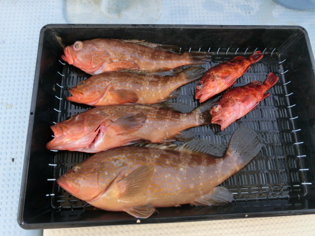 アコウ(キジハタ)・ガシラ(カサゴ)