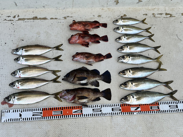 マアジ・ガシラ(カサゴ)・メバル