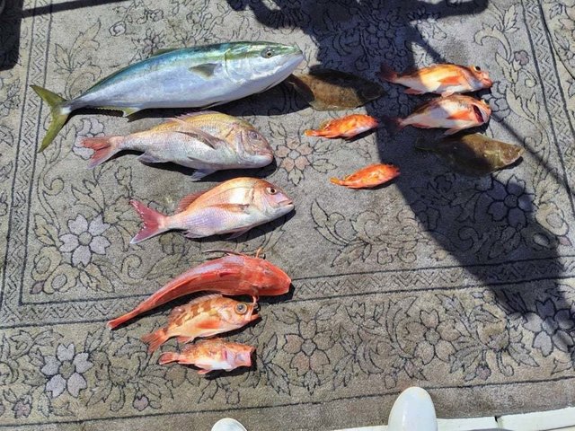 マダイ・ワラサ(ブリ)・カサゴ・メバル・ホウボウ・ムシガレイ