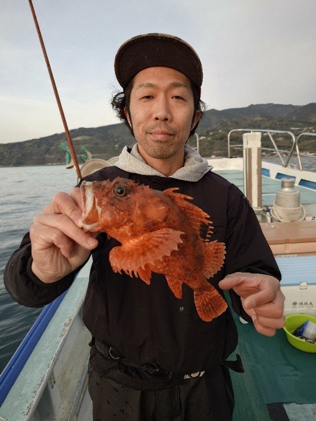ユメカサゴ